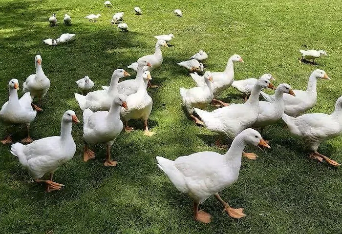 Ferienwohnungen-jappe-landliebe شقة